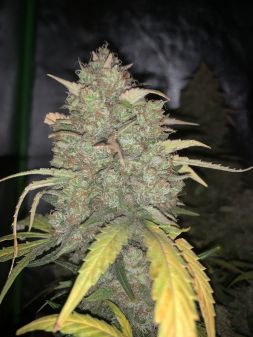 Review photo #2