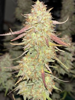 Review photo #7