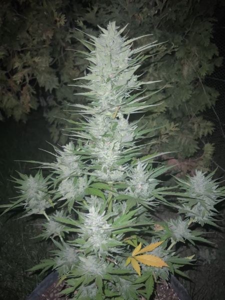 Review photo #5