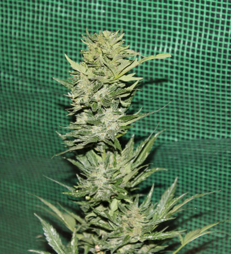 Review photo #2