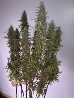 Review photo #2