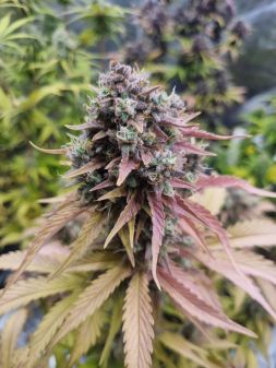 Review photo #5