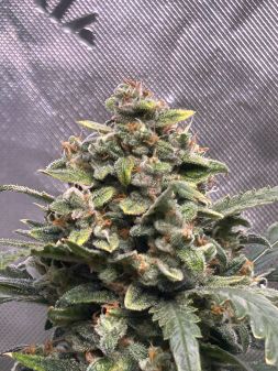 Review photo #4