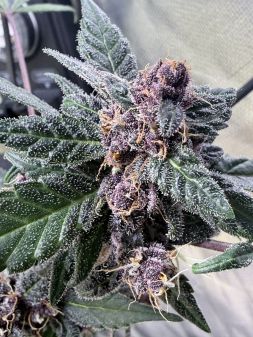 Review photo #2