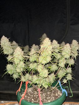 Review photo #8