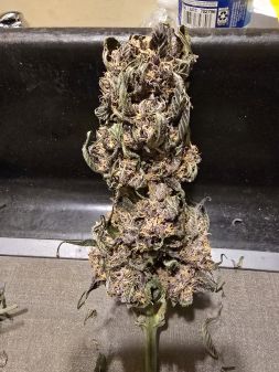 Review photo #3