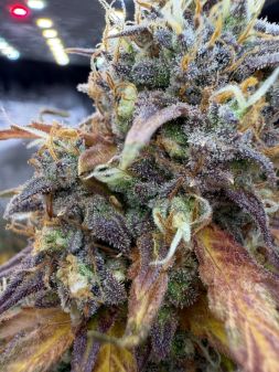 Review photo #5