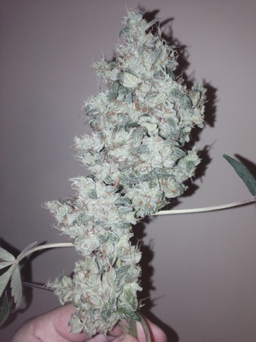 Review photo #2