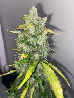 Review photo #3