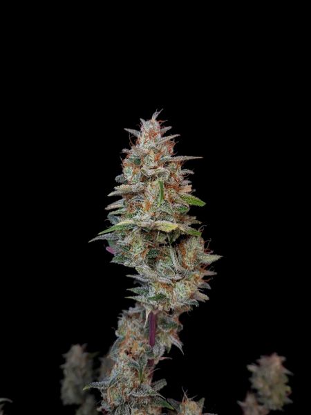Review photo #3