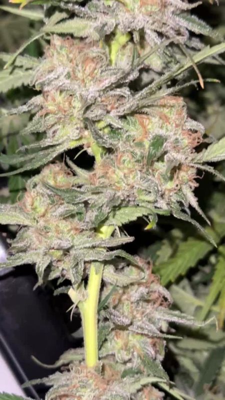 Review photo #10
