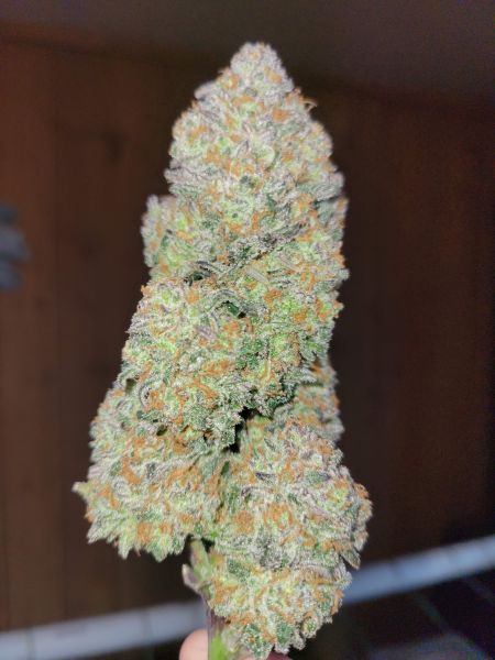 Review photo #15