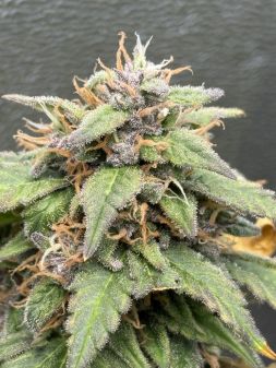 Review photo #2
