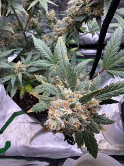 Review photo #3