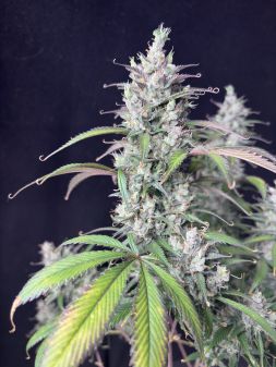 Review photo #7