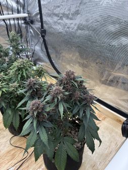 Review photo #3