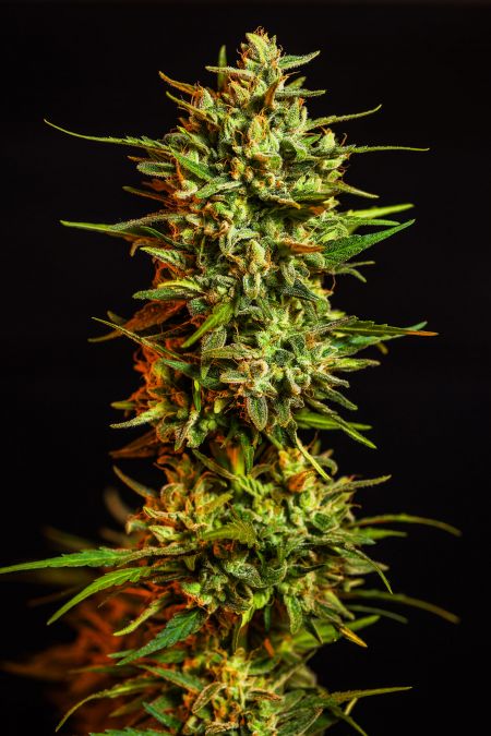 Review photo #3