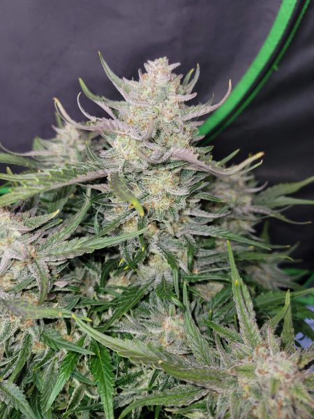 Review photo #10