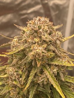 Review photo #7