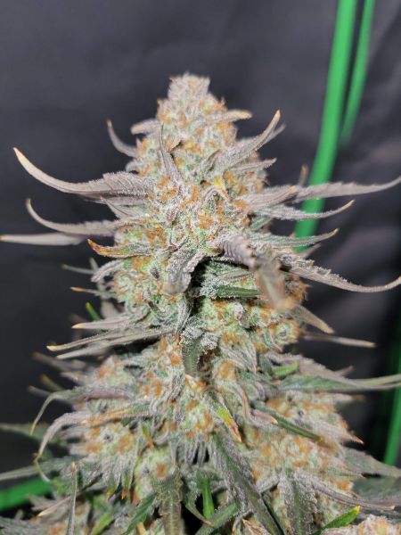 Review photo #8