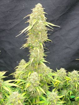 Review photo #6