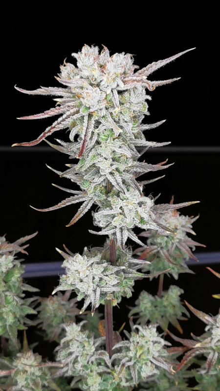 Review photo #7