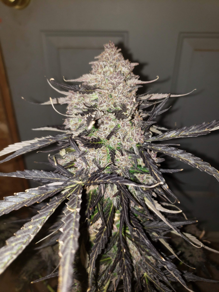 Review photo #4