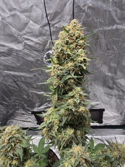 Review photo #6