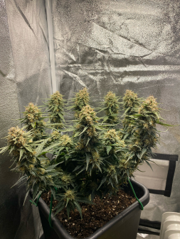 Review photo #2