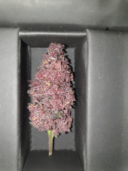 Review photo #2