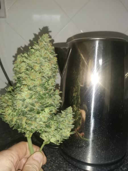 Review photo #6