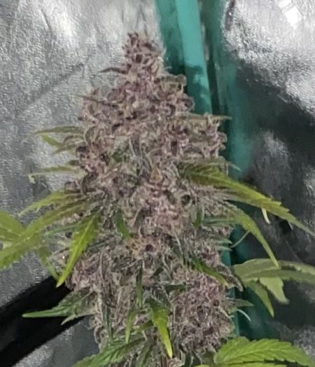 Review photo #4