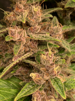 Review photo #7