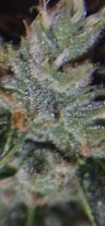 Review photo #8