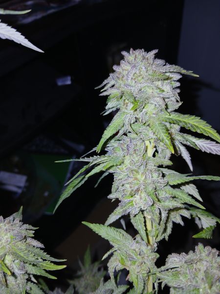 Review photo #4