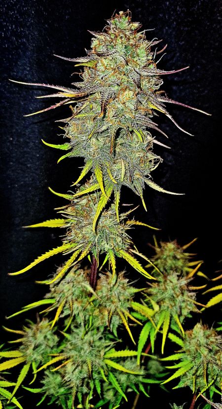 Review photo #3