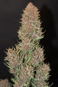 Review photo #2