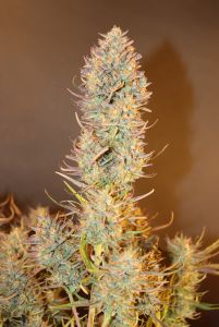 Review photo #5
