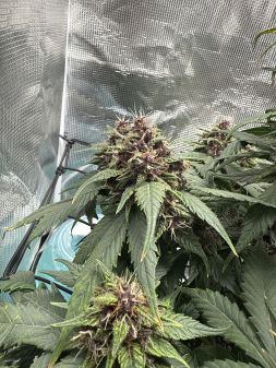 Review photo #3