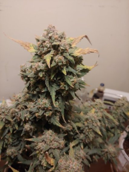 Review photo #2