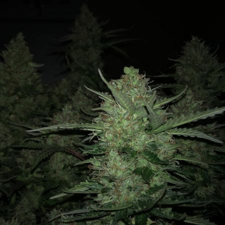 Review photo #3