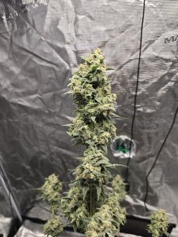 Review photo #8
