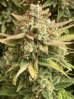 Review photo #11