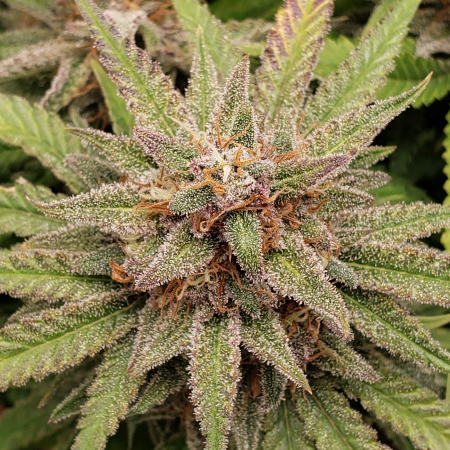 Review photo #1