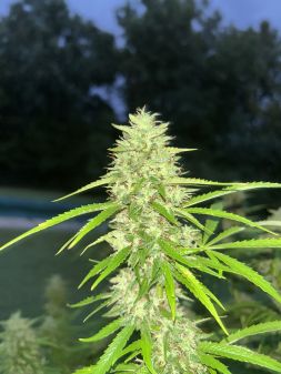 Review photo #4