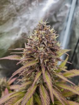 Review photo #6