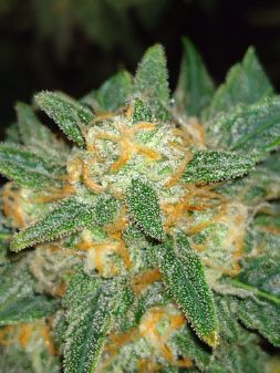 Review photo #4