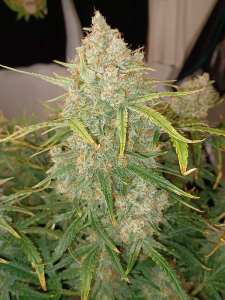 Review photo #9