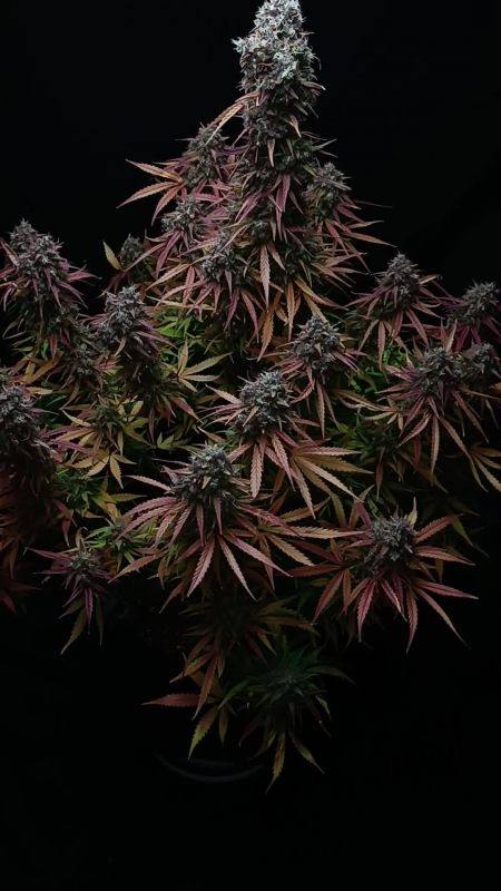 Review photo #7