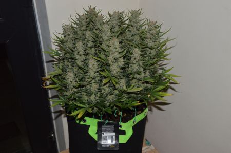 Review photo #4